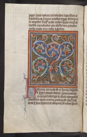 Hiricius (Ericius, porcupine)