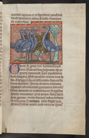Cranes, one of which is holding a stone in its claw