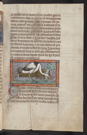 A stork catching a frog