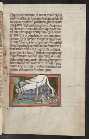 Ibis, holding a snake, feeding its young, next to a human head