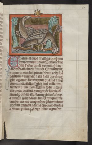 Assida (ostrich), one breathing over eggs, the other looking at a star