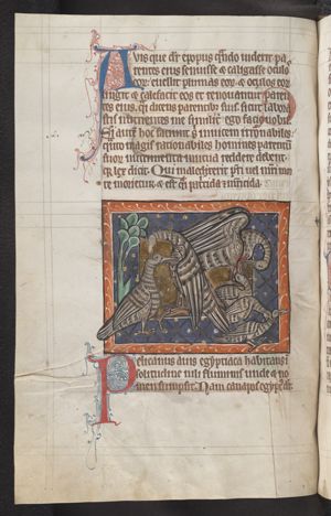Pelicans and their young; one pelican is feeding its young with its own blood