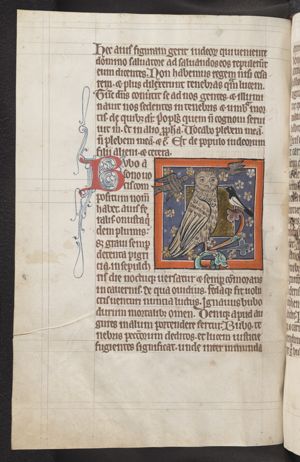 Bubo (owl) mobbed by other birds, possibly a magpie
