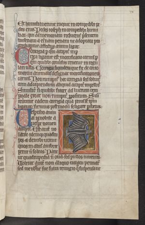 Vespertilio (bat)