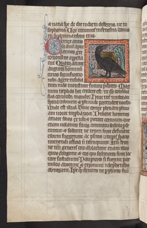 Cornix (crow)