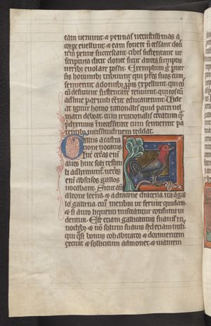 Gallus (cock)