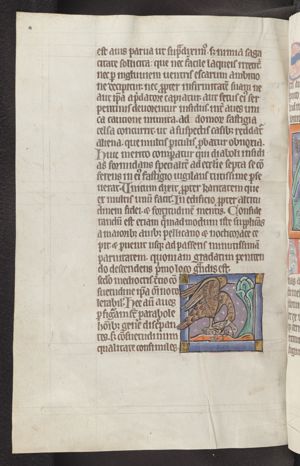 Milvus (kite) attacking another bird (due to a rubricator’s error the first word reads ’Silvus’)