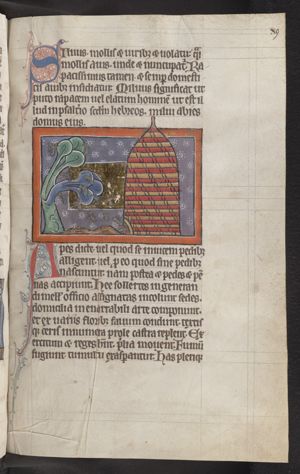 Apes (bees) and a bee-hive