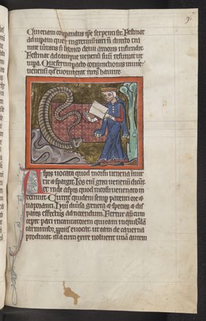 Aspis (viper) blocking its ear with its tail so as not to hear the snake-charmer