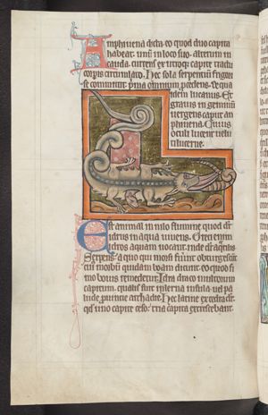 The Hydrus penetrates the stomach of the crocodile through its mouth and comes out unarmed