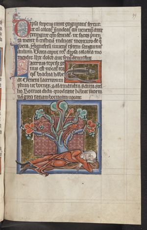 Lacertus (lizard)