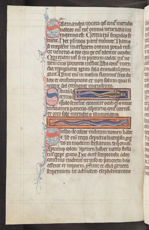 Saura (lizard)