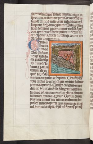 Coluber and cerastes (serpents)