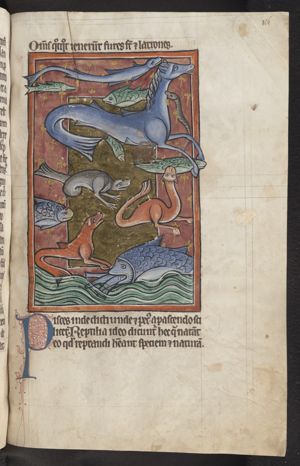 Sea creatures, fish and reptiles, sea horse