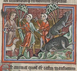 Castor (beaver) pursued by hunters, bites off its own testicles; 