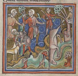 Ibex (chamois) being hunted