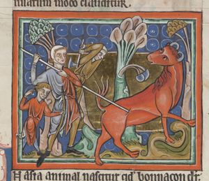 A bonnacon (bonasus) defecating in the direction of the hunters attacking him