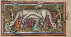 A deer drinking from a brook; another one attacking a snake