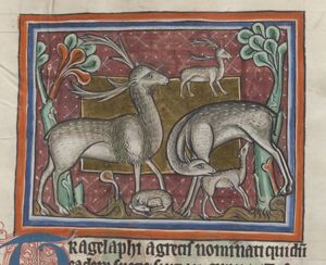 Tragelafus (antelope)