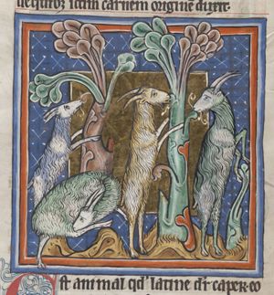 Goats eating from a shrub