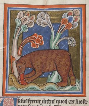 A bear licking a young into shape