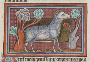 Ovis (Ewe)