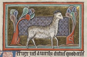 Vervex (the ram or wether)