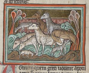 A flock of sheep