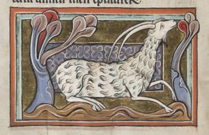 Hircus (a goat)