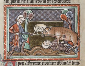 Wild boar killed by two hunters