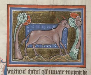 A bull