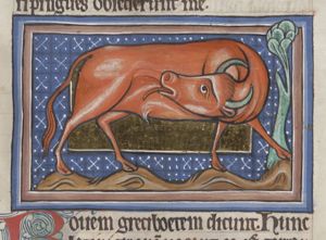 An ox