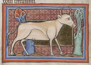 Bubalus (buffalo) with a nose-ring