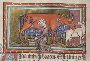 A cow being milked, licking her calf