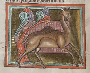 Camelus (dromedary)