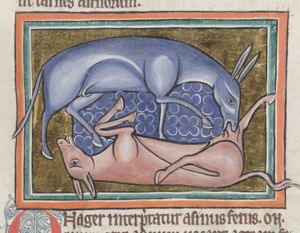 Two onagers (wild asses), one biting the testicles of the other