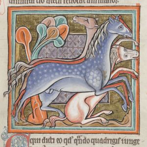 Horses