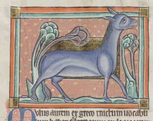 A mule