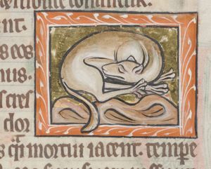 Glis (Hazel dormouse)