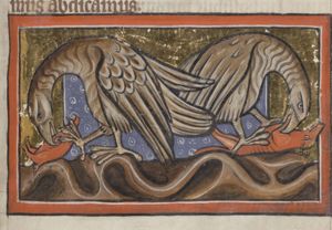 Vultures feeding on dead animals