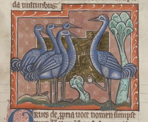 Cranes, one of which is holding a stone in its claw