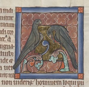 Psitacus (parrot)