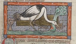A stork catching a frog
