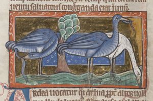 Ardea (heron)