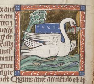 Olor (swan)