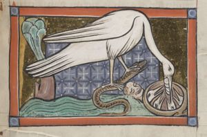 Ibis, holding a snake, feeding its young, next to a human head