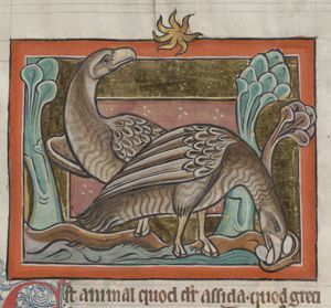 Assida (ostrich), one breathing over eggs, the other looking at a star