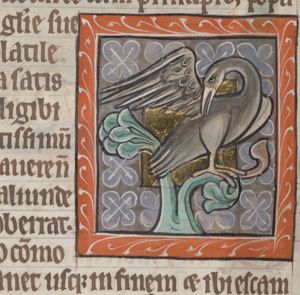 Fulica, with the annotation that it does not eat corpses (Physiologus)
