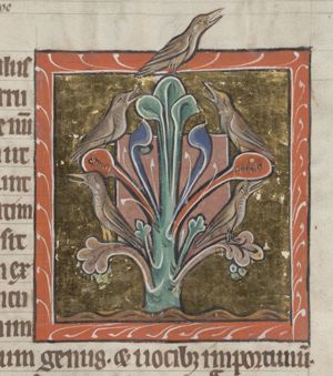Graculus (jay)