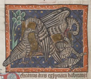 Pelicans and their young; one pelican is feeding its young with its own blood